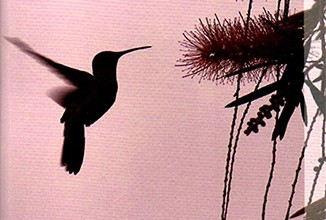 Publications – Un colibri dans la nuit de Nicolas Rasson
